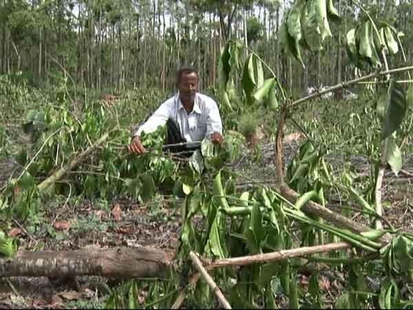 ವೈಯುಕ್ತಿಕ ದ್ವೇಷದ ಹಿನ್ನೆಲೆಯಲ್ಲಿ ಗ್ರಾಮಸ್ಥರಿಂದ ಕಾಫಿ ತೋಟ ನಾಶ: ಆರೋಪ